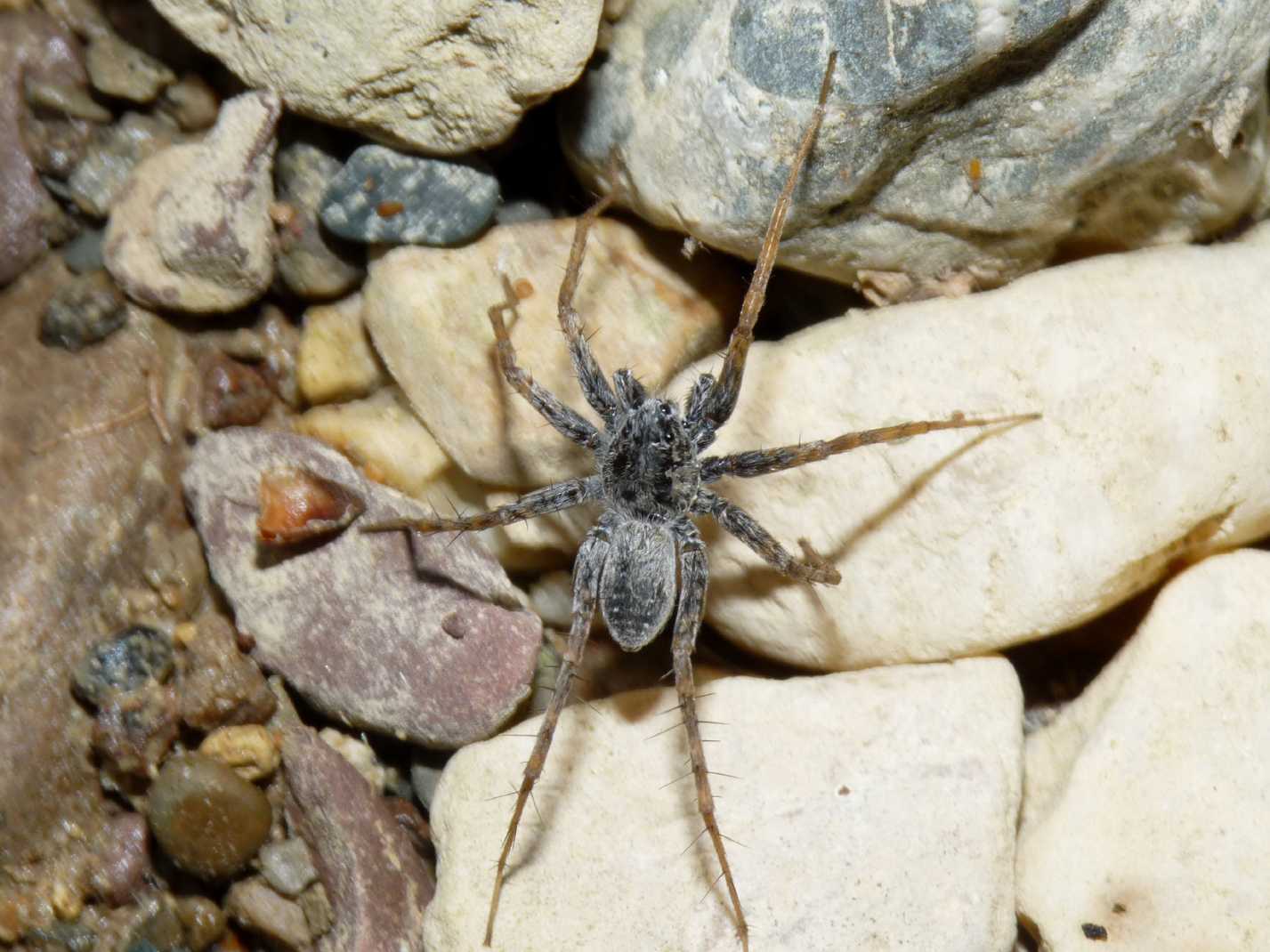 Piccolo Lycosidae di fiume: Pardosa wagleri